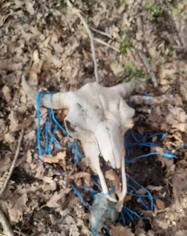 Masacrul de la ferma de bizoni din Cluj generat de un fost chestor de poliție Masacrul de la ferma de bizoni din Cluj generat de un fost chestor de poliție